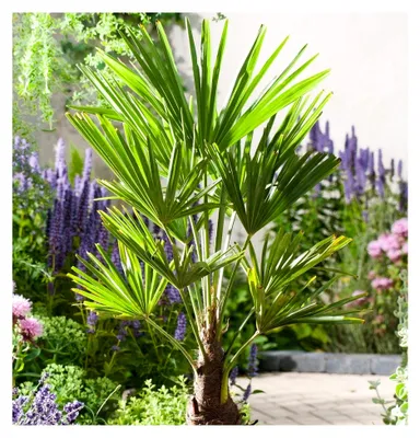 Produktbild von Frostharte Pflanzenrarität Trachycarpus latisectus Windamerpalme bis 100-130 cm