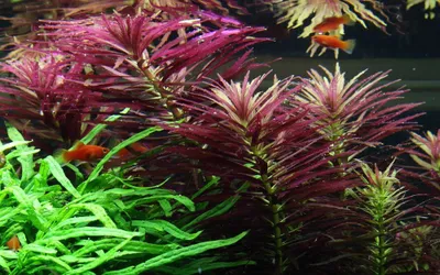 Produktbild von Aquarium Pflanze Limnophila hippuridoides AquaOne Nr.047C Wasserpflanzen Deko