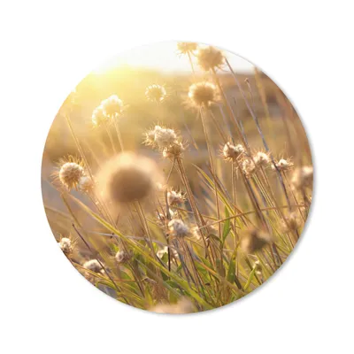 Produktbild von MuchoWow® Mauspad Mousepad Pflanzen - Natur - Blumen - Sonne - Horizont 20x20 cm - Mousepads - Maus Mat - Pad - Mausunterlage - Schreibtischmatte