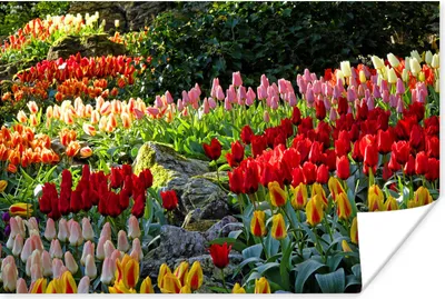 Produktbild von MuchoWow® Poster Bunte Tulpen auf dem Keukenhof in den Niederlanden 60x40 cm - Schlafzimmerdekoration