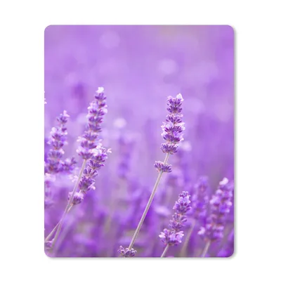 Produktbild von MuchoWow® Mauspad Mousepad Lavendel - Nahaufnahme - Blumen - Lila 19x23 cm - Mousepads - Maus Mat - Pad - Mausunterlage - Mauspads - Spielen