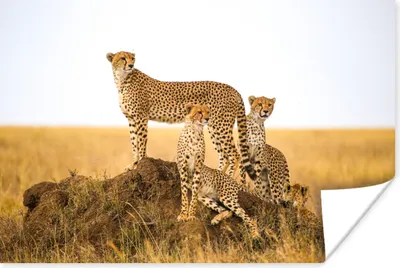 Produktbild von MuchoWow® Poster Gepard - Gras - Natur - Savanne 90x60 cm - Schlafzimmer