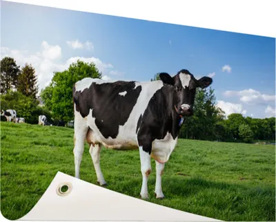Produktbild von Gartenposter - 120x80 cm - Schwarz-weiße Kuh  - Modernes Wandbilder - NutzTierposter