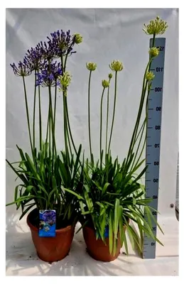 Produktbild von Agapanthus africanus im 2-Liter-Topf, ca. 70 cm – Pflegeleichte Zierpflanze für Garten und Terrasse, blühfreudig und winterhart