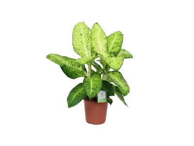 Obrázok produktu pre Gardners Dieffenbachia White Amazon, priemer 24 cm