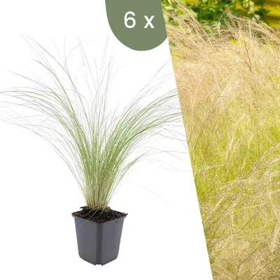 Image de Plants by Frank | 6 Plantes d'herbe à plumes | Stipa tenuissima 'Ponytails' | Graminées rustiques | Vivaces rustiques | Plantes de jardin