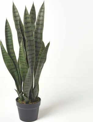Produktbild von HOMESCAPES Kunstpflanze Sansevieria Trifasciata, Bogenhanf im Topf, grün, 74 cm hoch