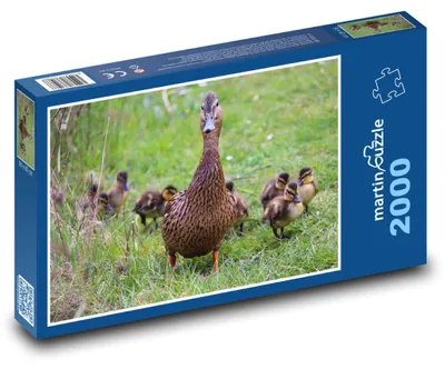 Obrázok produktu pre martinpuzzle – Puzzle 2000 – Kacka s mládatami