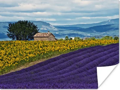 Produktbild von MuchoWow® Poster Bauernhaus mit Sonnenblumen in der Nähe eines Lavendelfeldes 80x60 cm - Kunst für zu Hause