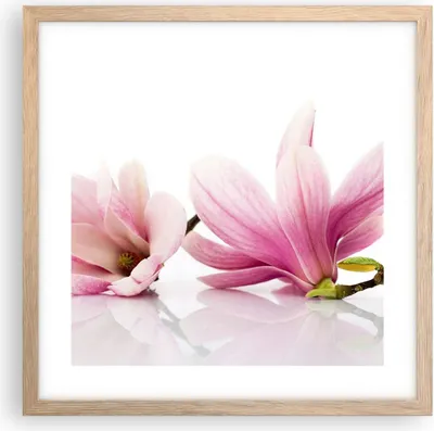 Produktbild von Gerahmtes Poster - Rahmen in heller Eiche - Magnolie blume natur pflanze - 40x40 cm - Wand Bild - Wanddeko - Wandbilder - Wandposter - Bilderrahmen - Bilder - Kunstdruck - Wandbild - P2NAC40x40-2641