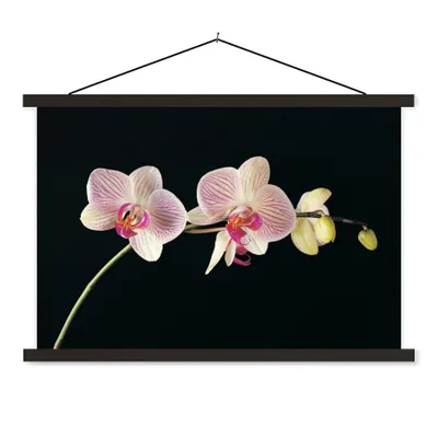 Produktbild von MuchoWow® Textilposter Orchidee - Blumen - Schwarz - Rosa - Knöpfe 120x80 cm mit schwarzem Rahmen - Wanddeko