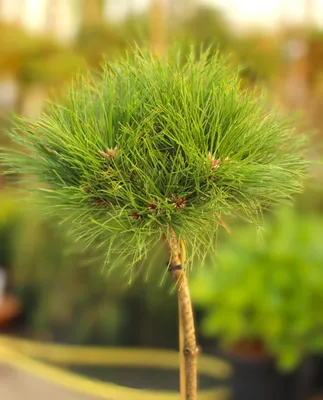 Image de Pin noir Pinus nigra Marie Bregion greffé sur tige 40 cm à feuilles persistantes