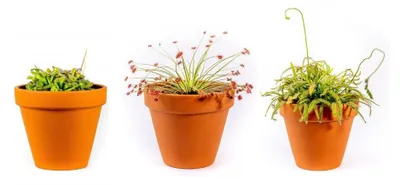 Obrázok produktu pre Gardners Drosera mix, priemer 9 cm