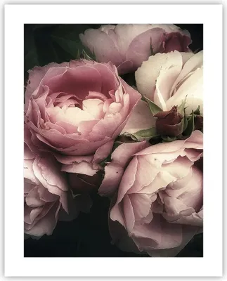 Produktbild von Poster - Poster ohne Rahmen - Pfingstrose Blume - 40x50 cm - Wand Bild - Wanddeko - Wandbilder - Kunstposter - Wandposter - Bilder - Kunstdruck - Wanddekoration - Wandbild - P2XPA40x50-3930