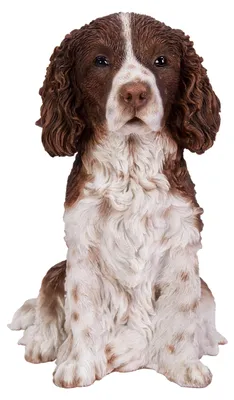 Image de Springer Spaniel - XRL-SPSP-D