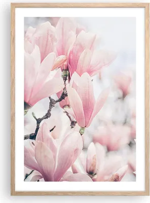 Produktbild von Gerahmtes Poster - Rahmen in heller Eiche - Magnolie Blumen Rosa - 50x70 cm - Wand Bild - Wanddeko - Wandbilder - Kunstposter - Wandposter - Bilderrahmen - Bilder - Kunstdruck - P2NPA50x70-4396