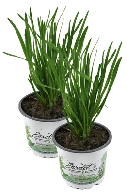 Produktbild von Enseleits 2er Set Schnittknoblauch,Allium tuberosum, Frische Kräuter Pflanze