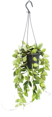 Produktbild von Zimmerpflanze zum Hängen - Hoya krohniana Eskimo - Porzellanblume - Wachsblume - 14cm Ampel