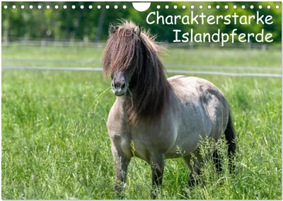 Produktbild von Charakterstarke Islandpferde (Wandkalender 2025 DIN A4 quer), CALVENDO Monatskalender