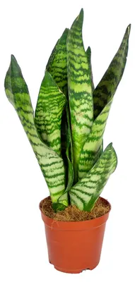 Produktbild von Bloomique - Sansevieria Zeylanica - Bogenhanf - Sukkulenten - Zimmerpflanzen - Sehr Pflegeleicht - Höhe 30-40 cm - Topf 12 cm