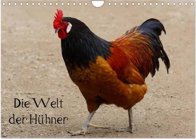 Produktbild von Die Welt der Hühner (Wandkalender 2026 DIN A4 quer), CALVENDO Monatskalender