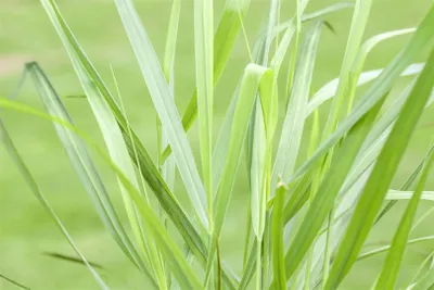 Produktbild von Panicum virgatum 'Rotstrahlbusch', Rutenhirse, rot, 3-5 Liter Container