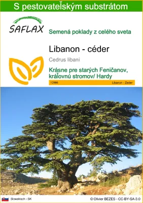 Obrázok produktu pre SAFLAX - Libanon - céder - Cedrus libani - 20 Semená - S pestovateľským substrátom bez klíčkov