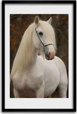 Produktbild von Bild - Bilderrahmen - 40 cm x 60 cm - MDF - Rahmen - Wandkunst - Weißes Pferd