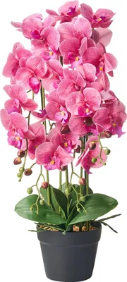 Obrázok produktu pre BELIANI Umelá rastlina v kvetináči orchidea biela a zelená syntetický materiál 65 cm dekorácie doplnky interiér