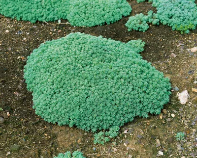 Produktbild von Sedum lydium, Teppichsedum, ca. 9x9 cm Topf, pflegeleicht