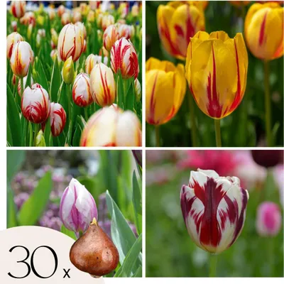 Produktbild von Tulpenzwiebeln - 30 Stk - Tulipa 'Flaming Beauty Mix' - Blumenzwiebeln
