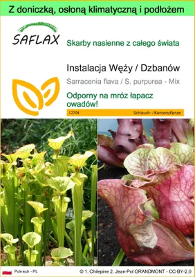 Zdjęcie produktu dla SAFLAX - Garden to go - Instalacja Węży / Dzbanów - 10 Nasiona - Z doniczką, pokrywą klimatyczną i podłożem do uprawy - Sarracenia flava / S. purpurea - Mix