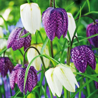 Zdjęcie produktu dla Fritillaria Meleagris Szachownica Kostkowata 10szt Cebulki Cebule Kwiatowe