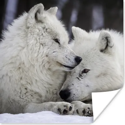 Produktbild von MuchoWow® Poster Wölfe - Schnee - Familie 75x75 cm - Wand Dekoration