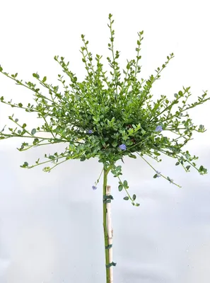 Obrázok produktu pre Ceanothus Impressus vrece kvet " Victoria " štandardná trvalka 100 - 125 cm