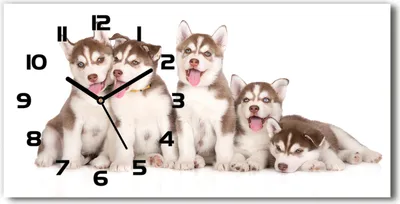 Produktbild von Wanduhr aus Glas – 60x30 cm - Glasbild - Glasuhr - Gehärtetes Glas - schwarze-zeiger - Husky Welpen