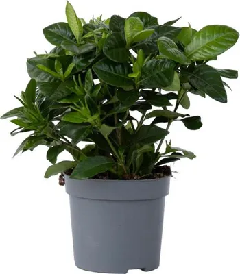 Zdjęcie produktu dla Gardenia jaśminowata - Gardenia jasminoides - Wysokość 20-30cm - ⌀13cm