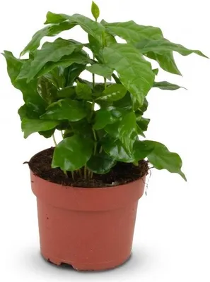 Produktbild von Kaffeepflanze Coffea Arabica Weiß - Pflegeleichte Grünpflanze 12cm - Höhe