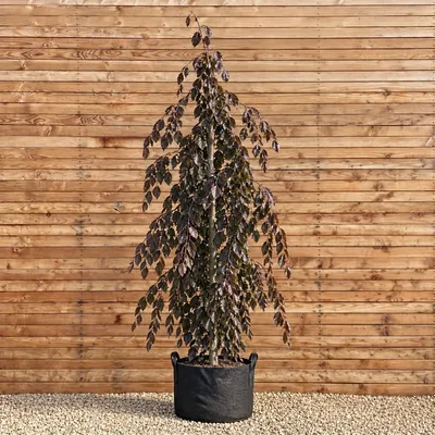 Produktbild von Hänge-Blutbuche Purpurea Pendula 300-350 cm, Stammumfang 12-14 cm - Fagus sylvatica Hängeform
