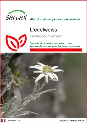 Image de SAFLAX  - L’edelweiss - 500 graines - Leontopodium