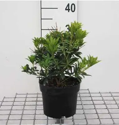 Produktbild von Pieris jap. 'Debutante' - Schattenglöckchen Debutate 20- 30 cm - Container