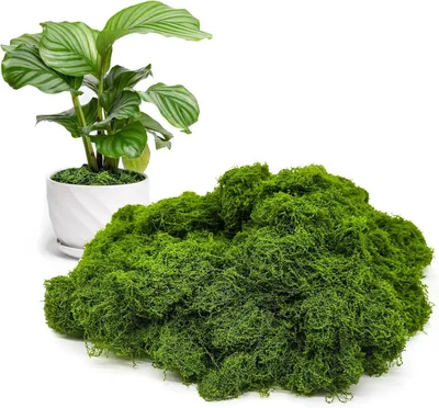 Produktbild von 100 g künstliches Moos, Moosbild, Moosdekoration, künstliches Moos zur Dekoration, Bastelmoos, künstliches Gras für Bastelprojekte, konserviertes Moos, künstliche Pflanze für Hochzeiten, Weihnachten, Heimdekoration (dunkelgrün)