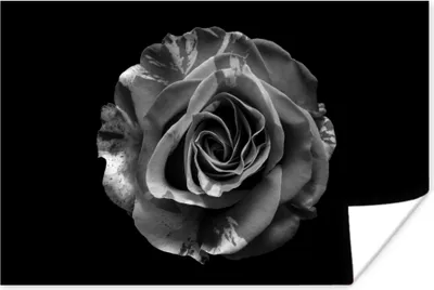 Produktbild von MuchoWow® Poster Blumen - Rose - Schwarz - Weiß - Botanisch 180x120 cm - Fotoplakat