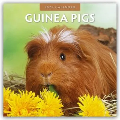 Image de Cochons d'Inde - Calendrier de 16 mois pour 2027