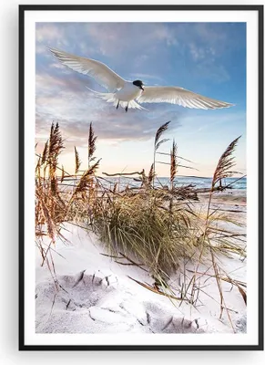 Produktbild von Gerahmtes Poster - Schwarzer Rahmen - Möwe Meer Küste - 70x100 cm - Wand Bild - Wanddeko - Wandbilder - Kunstposter - Wandposter - Bilderrahmen - Bilder - Kunstdruck - P2BPA70x100-4902