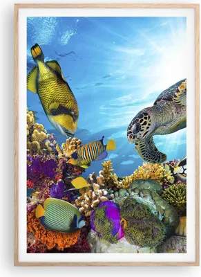 Produktbild von Gerahmtes Poster - Rahmen in heller Eiche - Riff Koralle Fisch - 70x100 cm - Wand Bild - Wanddeko - Wandbilder - Wandposter - Bilderrahmen - Bilder - Kunstdruck - Wandbild - P2NPA70x100-3704