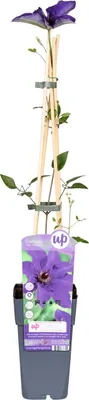 Immagine prodotto di Clematis The President - Clematis viola