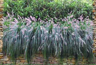 Produktbild von Bedruckter Sichtschutz GRASWAND Zaun Sichtschutzstreifen 2,5m x 1,8m