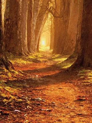 Produktbild von Wälder Kunstdruck Bild - Herbstfarben, Magischer Pfad (80 x 60 cm)