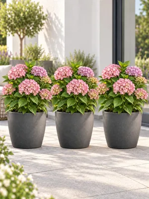 Productafbeelding van Set van 3 boerenhortensias 'Ayesha', 20-30 cm, roze – Hydrangea macrophylla, geschikt voor tuin, potten, terras en balkon, AI-gegenereerde afbeelding